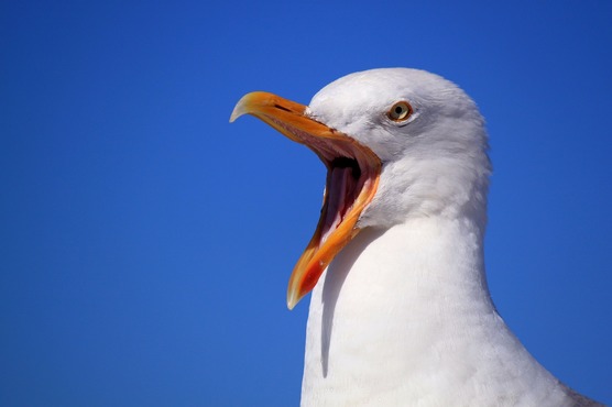 seagull-249638_1280.jpg